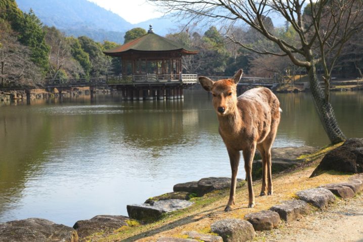 奈良浮御堂の鹿